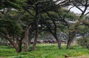 Savannah ile yürüyüş öküz sürüsü