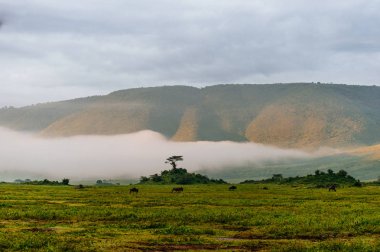 Ağaç görünümünü hill ve sis üzerinde gözlemleyerek