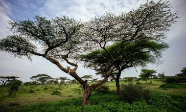 Dişi aslan ağaç dalı üzerinde yalan