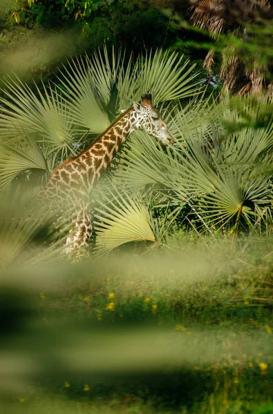 Girafa andando em arbustos — Fotografia de Stock