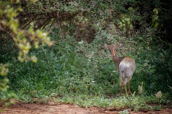 Antílope de Dik-dik em arbustos — Fotografia de Stock