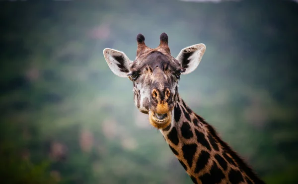 Retrato de cerca de la cabeza de la jirafa — Foto de Stock