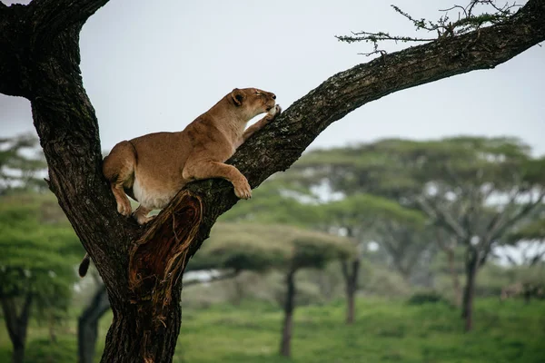 León hembra acostado en rama de árbol —  Fotos de Stock