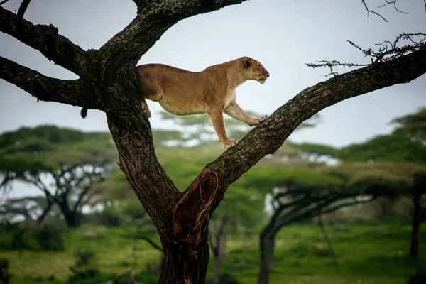 Самка льва залезает на дерево — стоковое фото