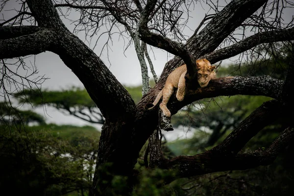 León hembra acostado en rama de árbol —  Fotos de Stock