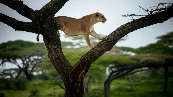 Самка льва залезает на дерево — стоковое фото