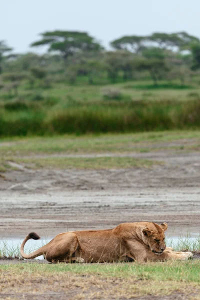 Θηλυκό λιοντάρι που βρίσκεται στην όχθη του ποταμού — Φωτογραφία Αρχείου
