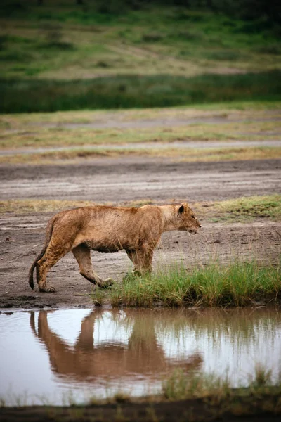 Θηλυκό λιοντάρι περπατώντας στην όχθη του ποταμού — Φωτογραφία Αρχείου