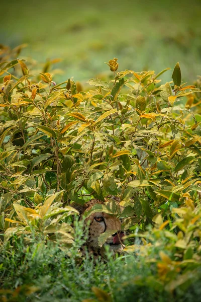 Geparden versteckt sich im Gebüsch — Stockfoto