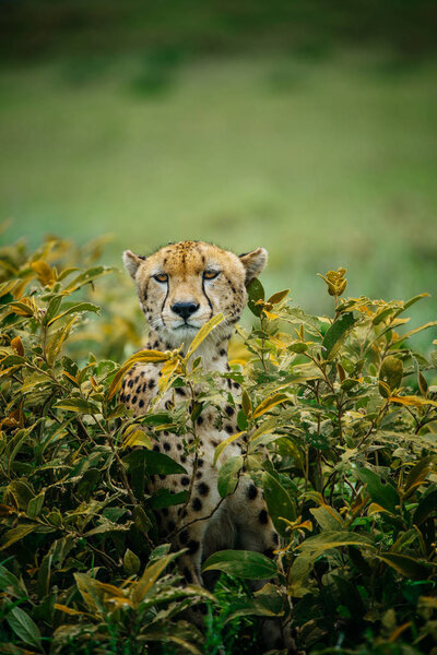 Cheetah hiding in bushes