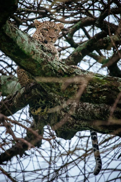 Leopard op boomtak — Stockfoto