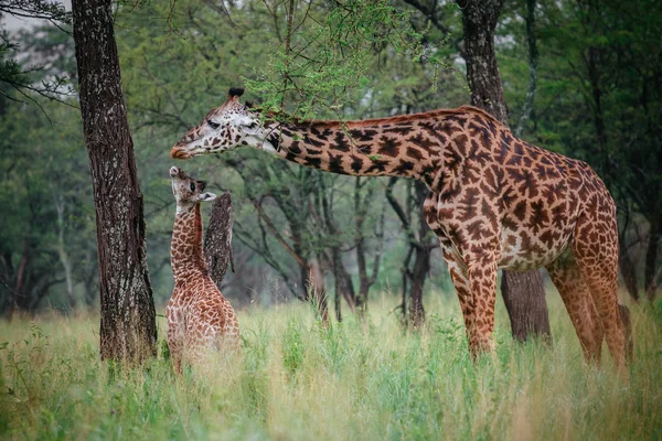 Dos jirafas en el campo de hierba alta — Foto de Stock