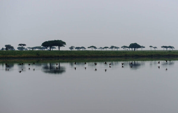 Flocks of birds flying over water