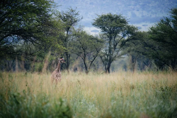 Girafa no campo de erva alta — Fotografia de Stock