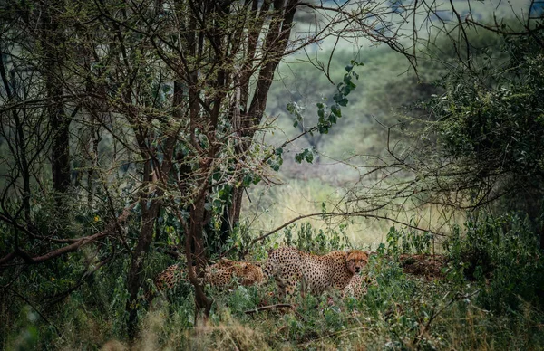 Три гепарда в кустах — стоковое фото
