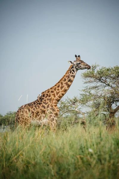 Jirafa comiendo árbol de arbusto — Foto de Stock