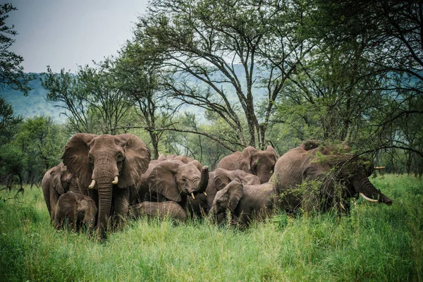 Kudde olifanten in tallgrass veld — Stockfoto