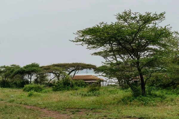 Observing view of hut in trees — Stock Photo, Image