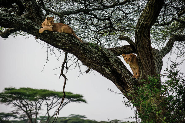 Two lions lying on tree branch