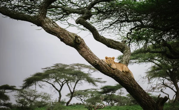Nőstény oroszlán feküdt a fa ága — Stock Fotó