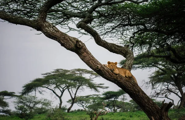 Θηλυκό λιοντάρι ξαπλωμένο στο κλαδί δέντρου — Φωτογραφία Αρχείου
