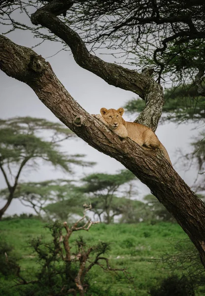 León hembra acostado en rama de árbol —  Fotos de Stock