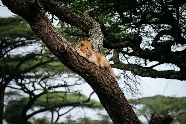 León hembra acostado en rama de árbol —  Fotos de Stock