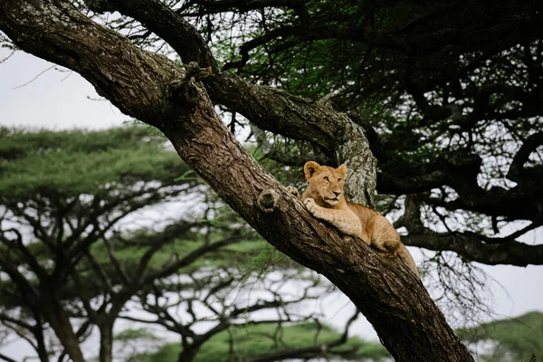 León hembra acostado en rama de árbol —  Fotos de Stock