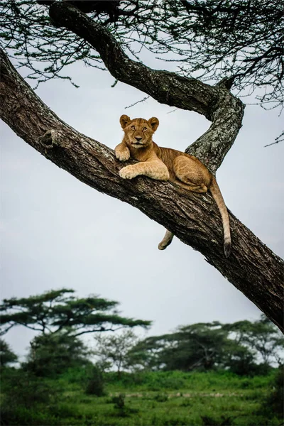 León hembra acostado en rama de árbol —  Fotos de Stock