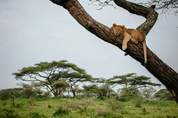 León hembra acostado en rama de árbol —  Fotos de Stock