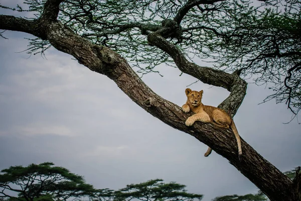 León hembra acostado en rama de árbol —  Fotos de Stock