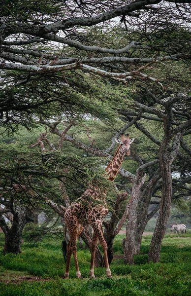 Jirafa en árboles de sabana — Foto de Stock