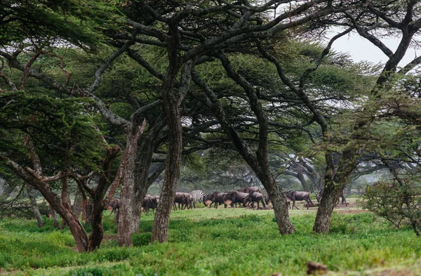 Savannah ile yürüyüş öküz sürüsü