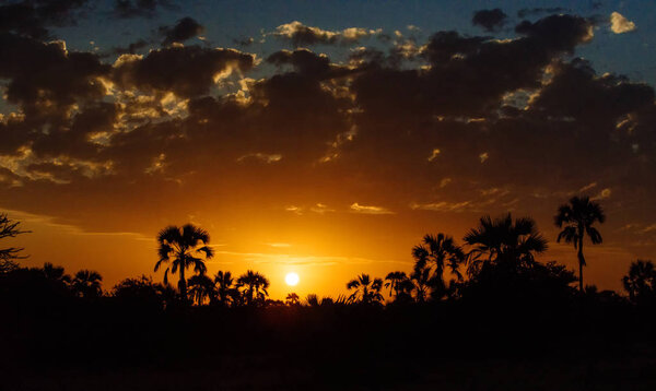 Silhouette of trees at sunset