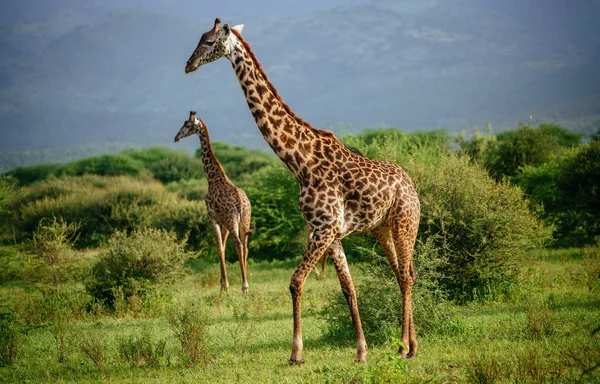 Two giraffes on field near bushes — Stock Photo, Image