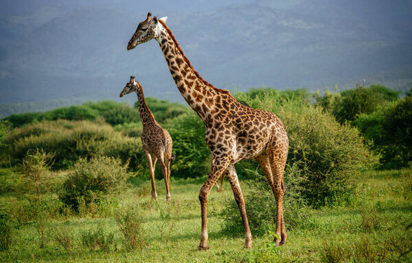 Two giraffes on field near bushes