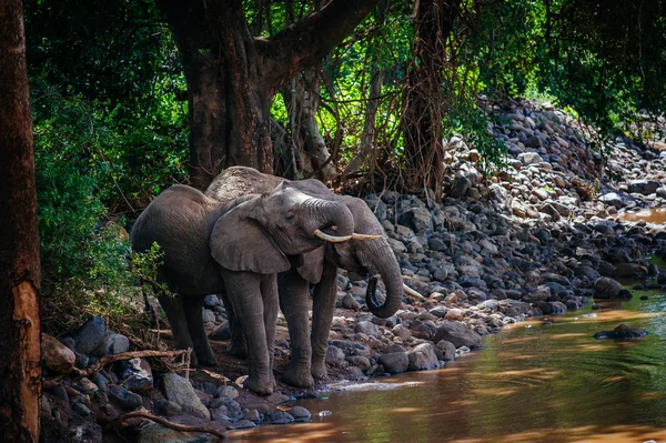 Sloni, pití vody místo — Stock fotografie
