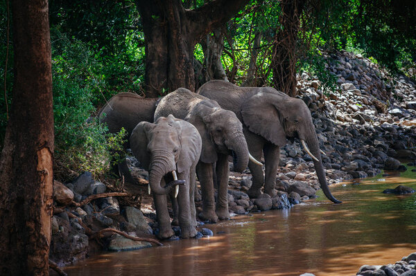 Elephants drinking at water place