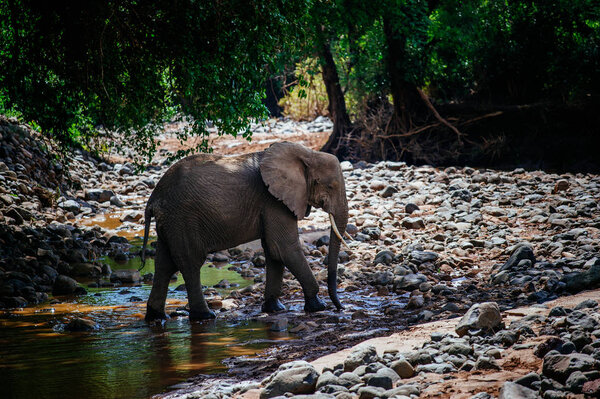 Baby elephant on rocky river bank