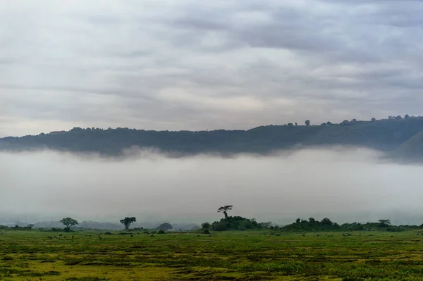 Ağaç görünümünü hill ve sis üzerinde gözlemleyerek — Stok fotoğraf