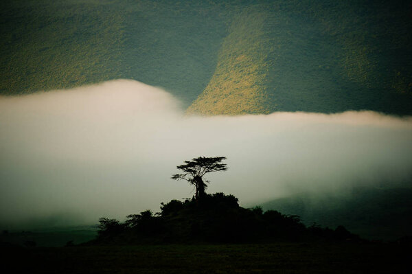 Silhouette of tree on hill