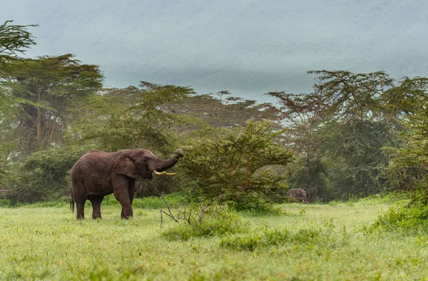 Słoń jedzenie drzewo krzew — Zdjęcie stockowe
