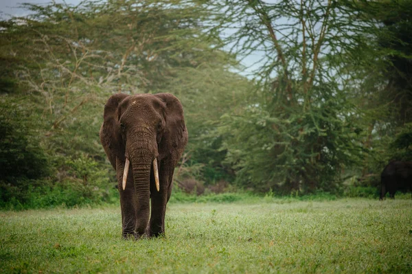 Éléphant marchant dans un champ vert — Photo