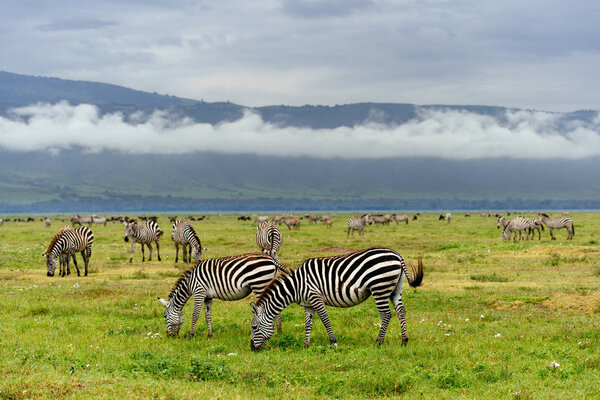 Herd of zebras grazing in field