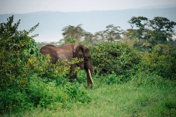 Sloní stravovací bush strom — Stock fotografie