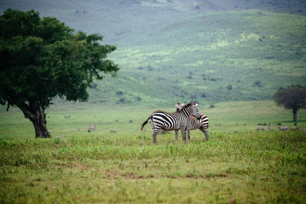 Two zebras grazing in green field — Stock Photo, Image