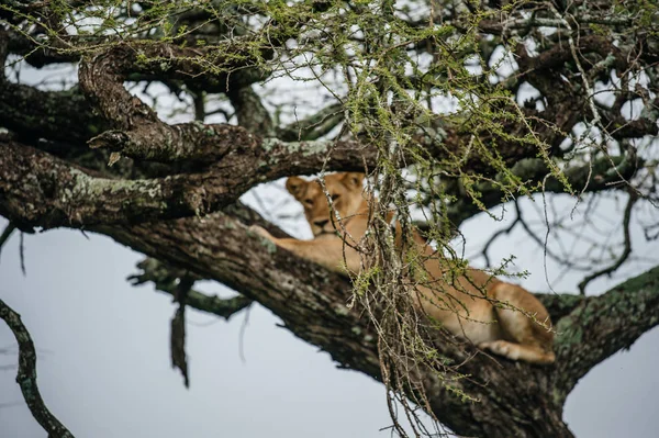 León hembra acostado en rama de árbol —  Fotos de Stock