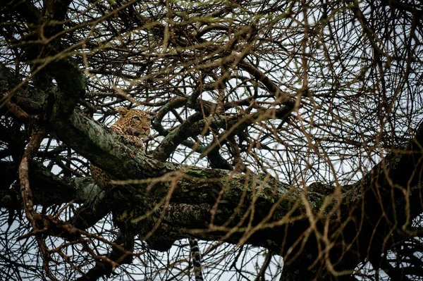 Leopardo acostado en la rama del árbol — Foto de Stock