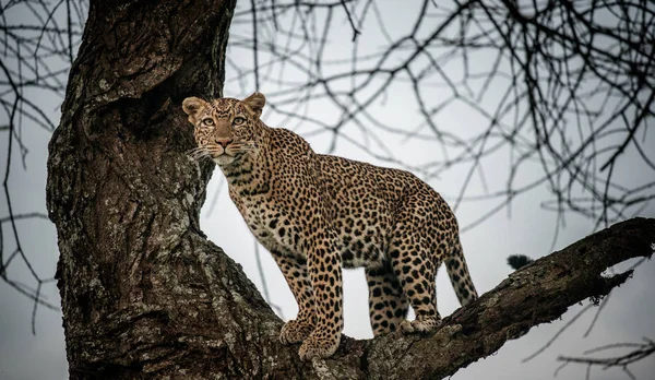 Léopard sur branche d'arbre — Photo