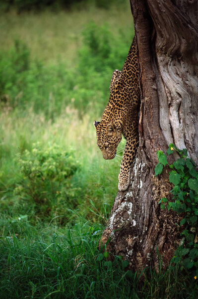 Leopard getting down from tree